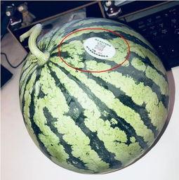 网红吃瓜大全,揭秘娱乐圈幕后故事