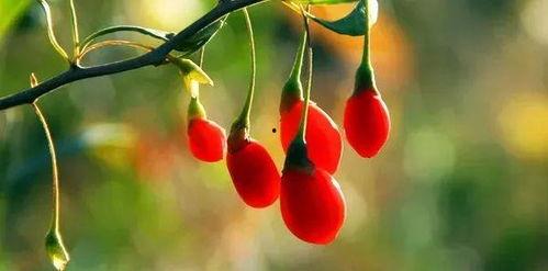 文安吃瓜网红梅花七,吃瓜界的“瓜王”传奇